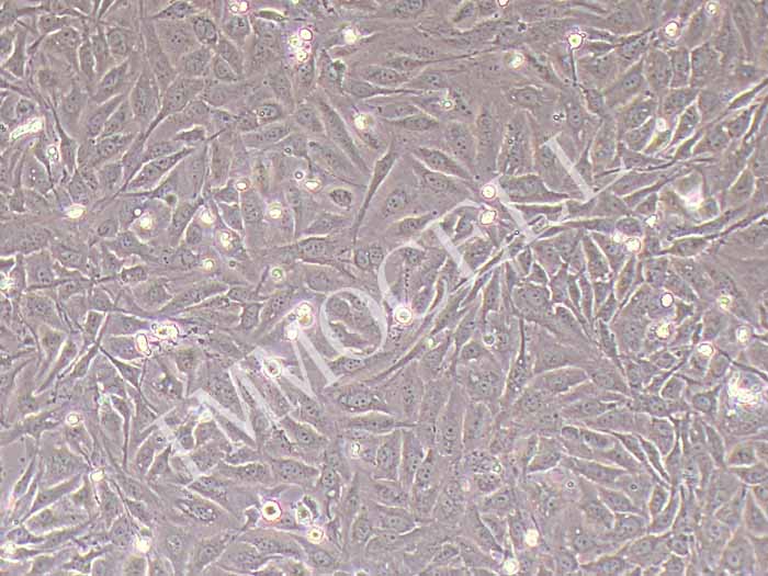 NCI-H596人肺腺鳞癌细胞（STR鉴定正确）