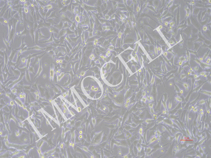 PAN02-OVA（小鼠胰腺癌细胞-OVA转染（种属鉴定））