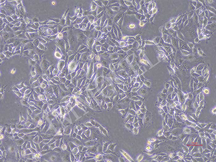 CMT93-NLUC-bsd小鼠结肠癌细胞(NLUC标记)