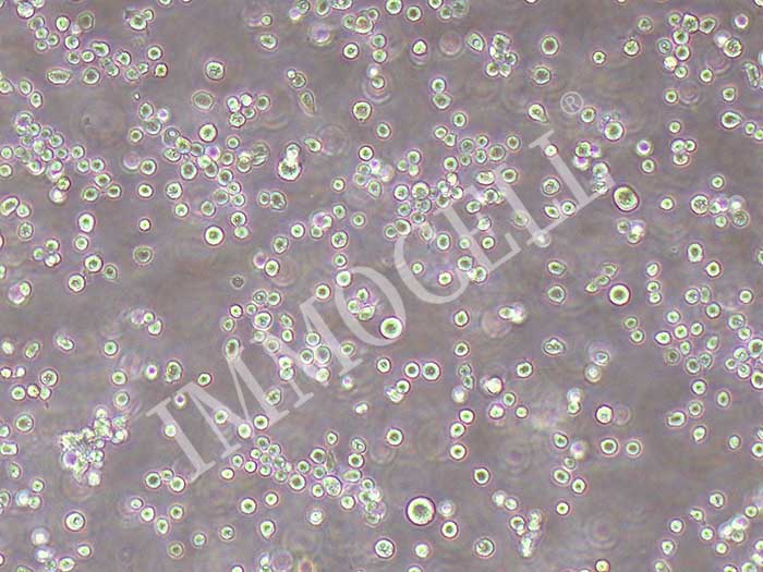 Raji-eGFP-puro人Burkitt's淋巴瘤细胞(eGFP标记)