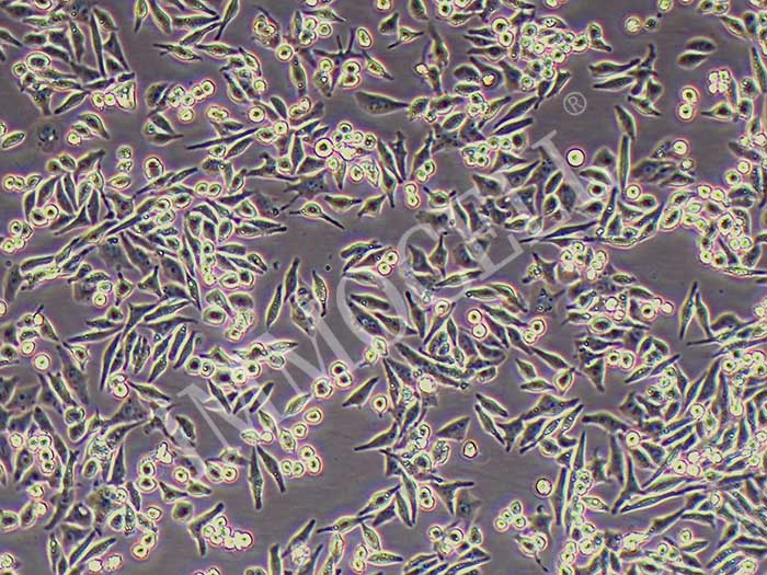 HD11鸡巨噬细胞（物种鉴定正确）