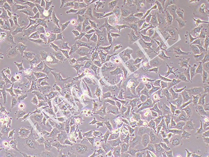 OVCAR-5人转移性胃肠癌细胞