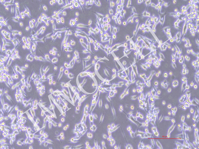 E0771-NLUC-bsd小鼠乳腺癌细胞(NLUC标记)
