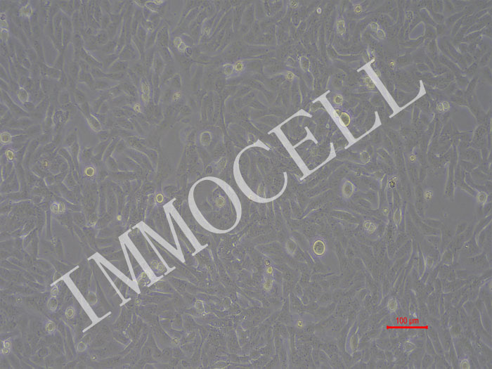 HOS-NLUC-bsd人骨肉瘤细胞(NLUC标记)