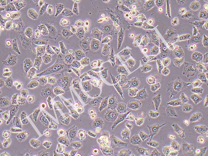 NCI-H838人非小细胞肺癌细胞（STR鉴定正确）