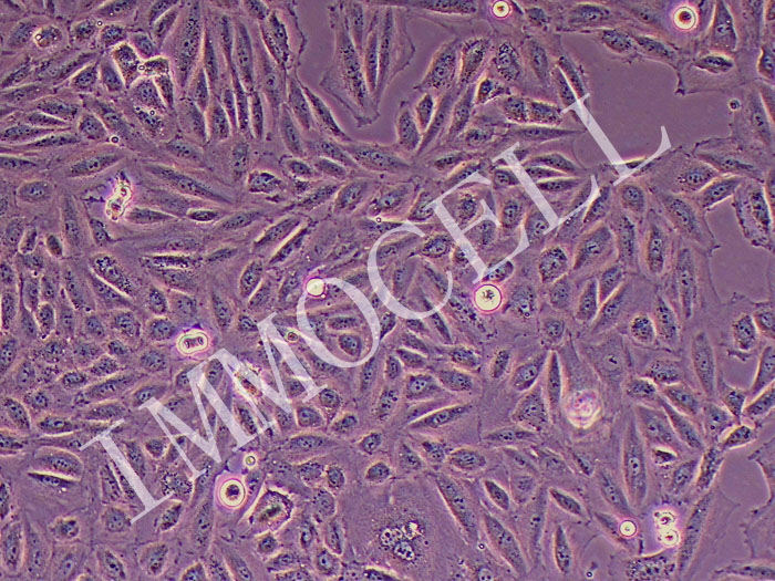 H9C2大鼠心肌细胞图片