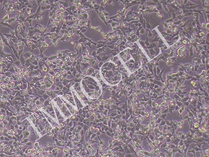HL-1小鼠心肌细胞（STR鉴定正确）