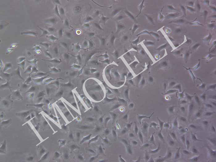 A549人非小细胞肺癌细胞（STR鉴定正确）图片
