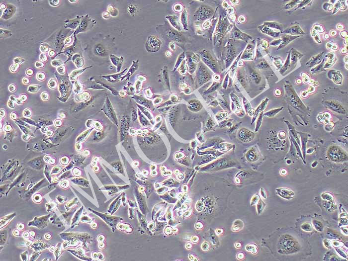 CHO-K1中国仓鼠卵巢细胞图片