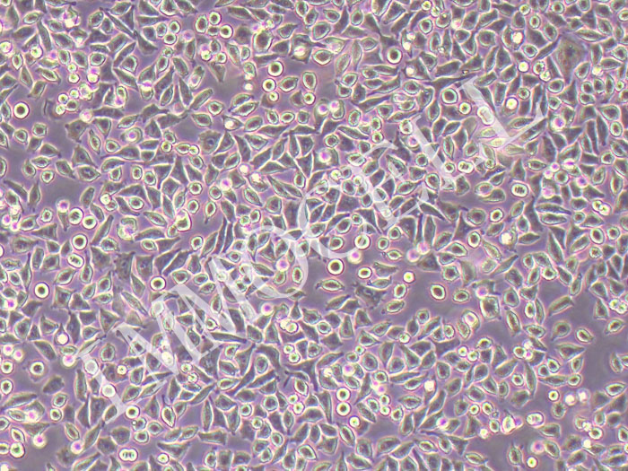 L929小鼠成纤维细胞图片