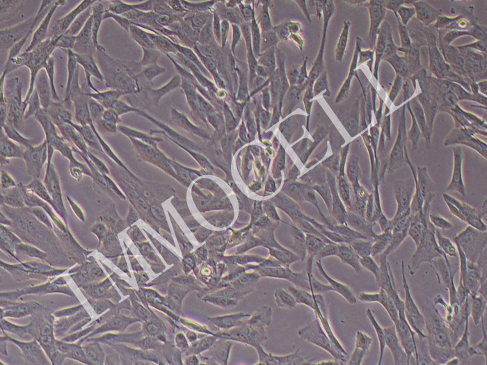 HEPARG人肝实质细胞（STR鉴定）