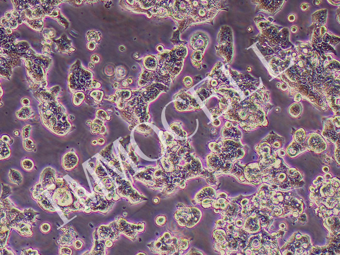 KM12 人结肠癌细胞（暂不提供）