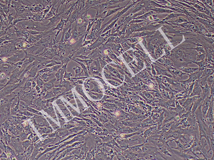 鸡骨骼肌细胞永生化