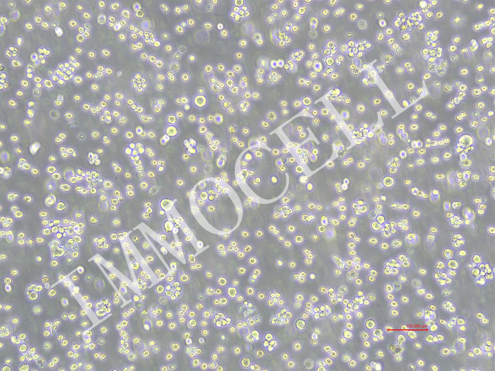 H22-NLUC-puro小鼠肝癌细胞-NLUC标记-puro抗性