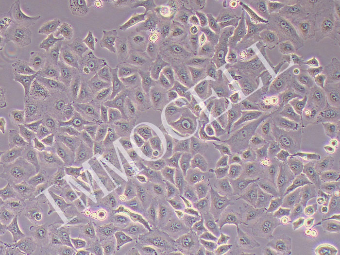 A549-FLUC-puro人非小细胞肺癌细胞(FLUC标记)