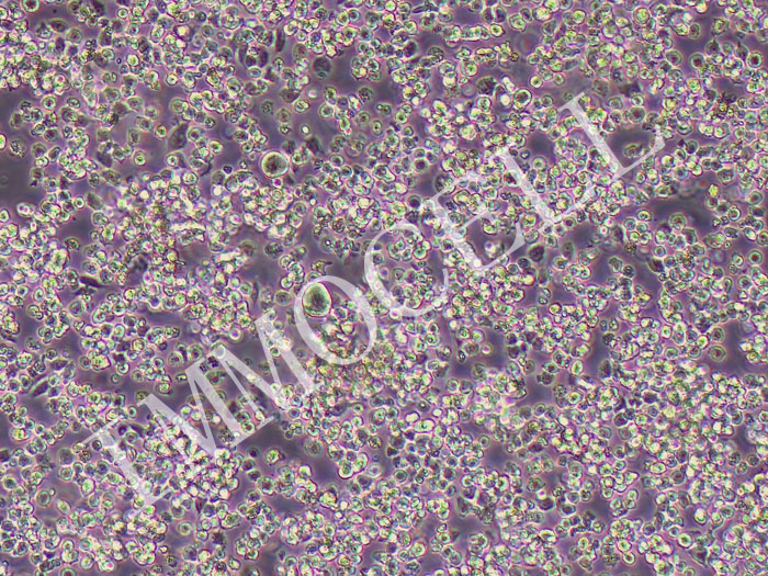 BW5147小鼠淋巴瘤细胞