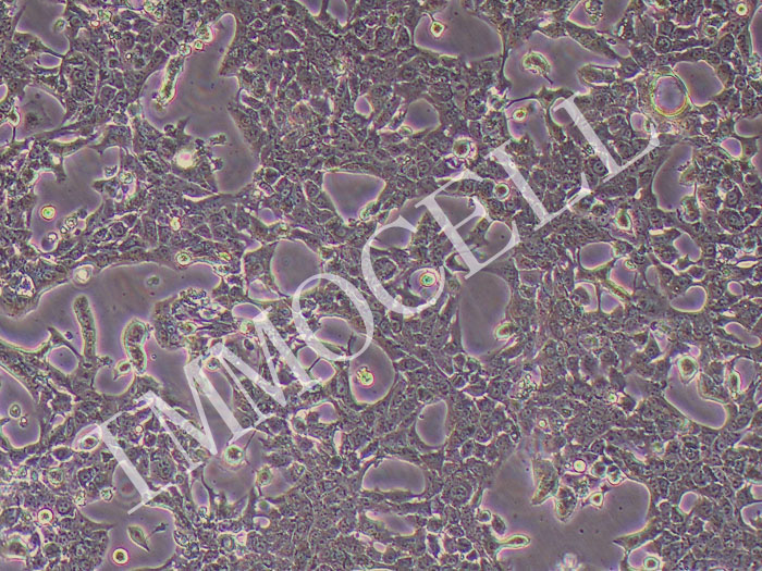 KPC	小鼠胰腺癌细胞（物种鉴定+突变基因鉴定）