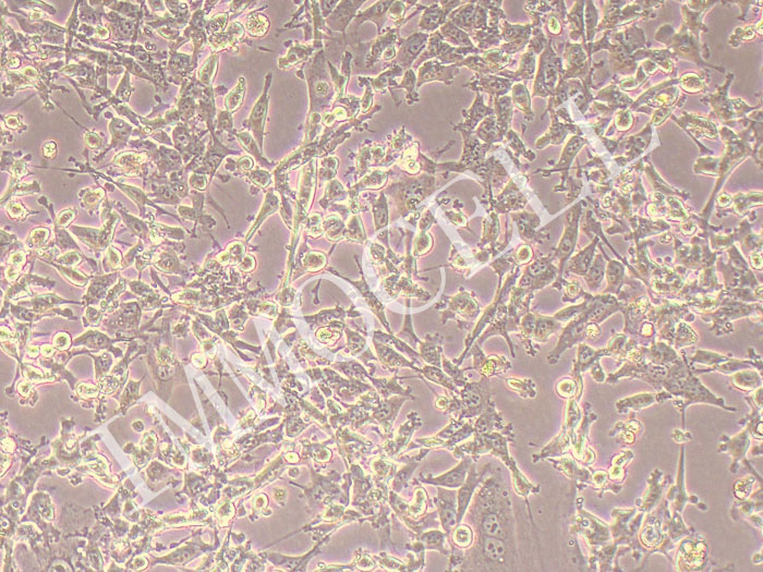 MSTO-211H人肺癌细胞-胸膜双向间皮瘤细胞（STR鉴定正确）
