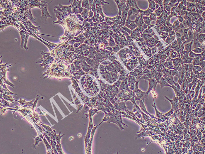 hep-53.4小鼠肝癌细胞  德国引进