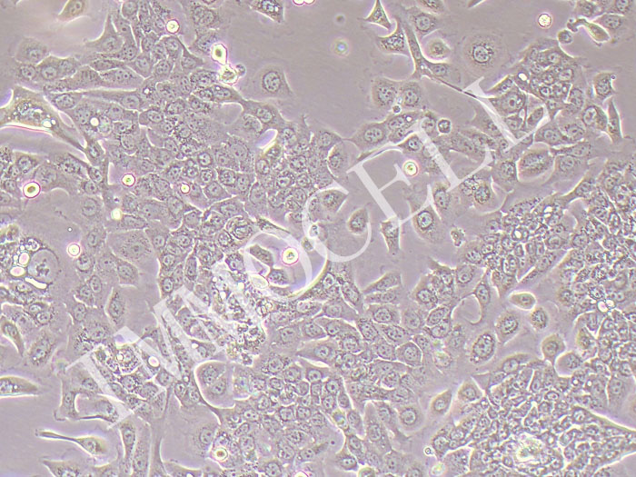 HPAC-FLUC-puro人胰腺癌细胞-puro抗性