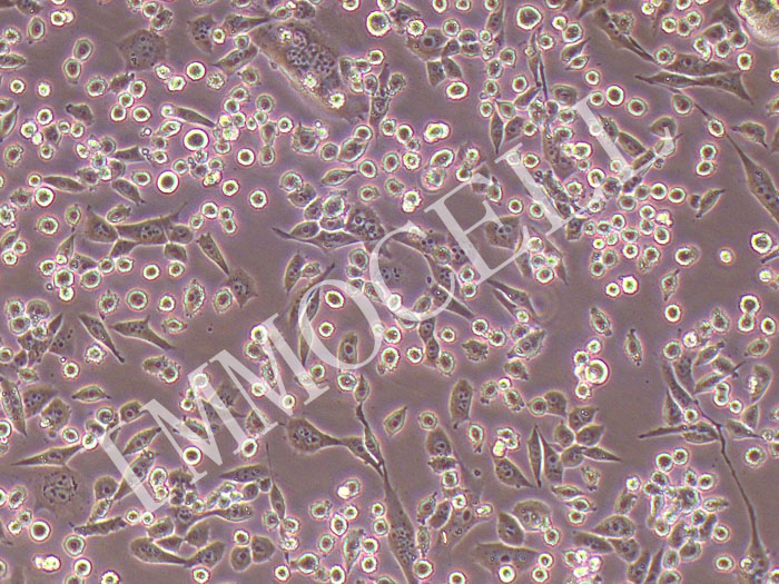 LLC-FLUC-bsd小鼠Lewis肺癌细胞(FLUC标记)