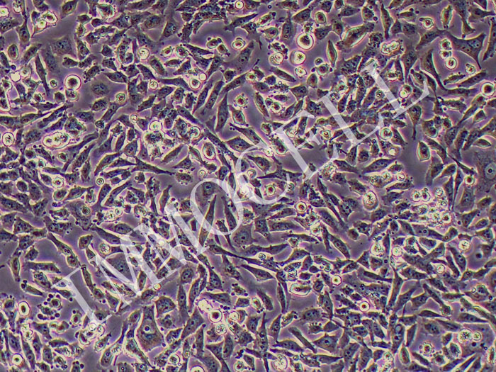 NCI-H446-FLUC-puro人小细胞肺癌细胞(FLUC标记)