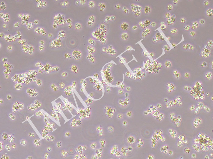 NCI-H660-FLUC-puro人神经内分泌前列腺小细胞癌细胞(FLUC标记)