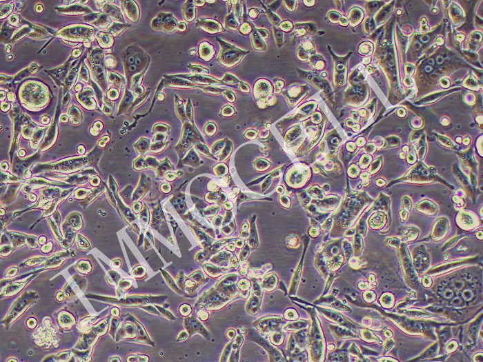 RENCA-FLUC-puro小鼠肾癌细胞-FLUC标记-puro抗性（STR鉴定正确）