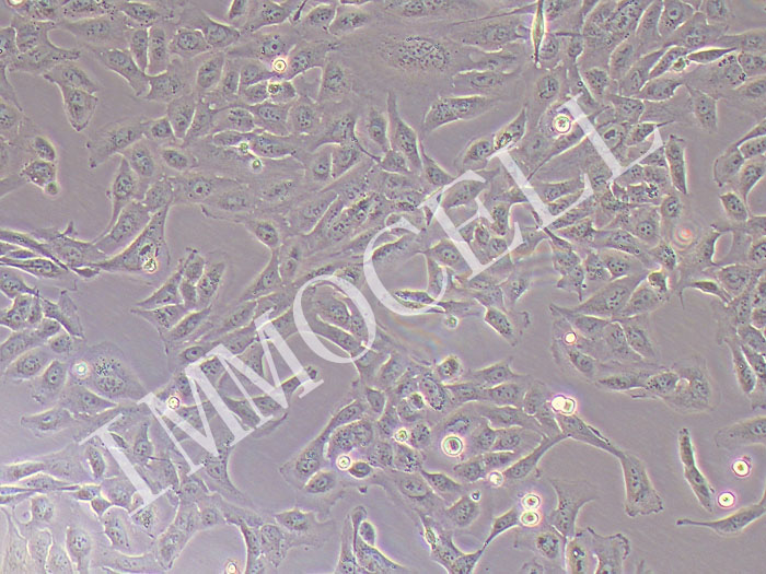 U2OS-FLUC-bsd 骨肉瘤细胞(FLUC标记)