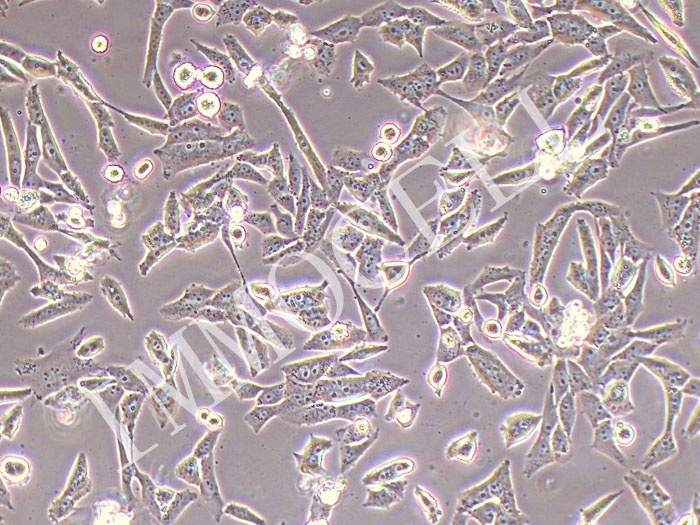 UM-UC-3-FLUC-puro人膀胱癌细胞(FLUC标记)