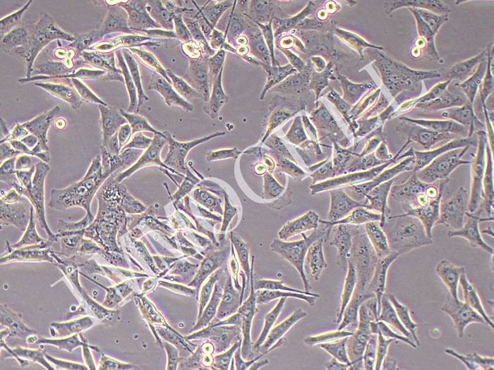 Malme-3M 人皮肤恶性黑色素瘤细胞