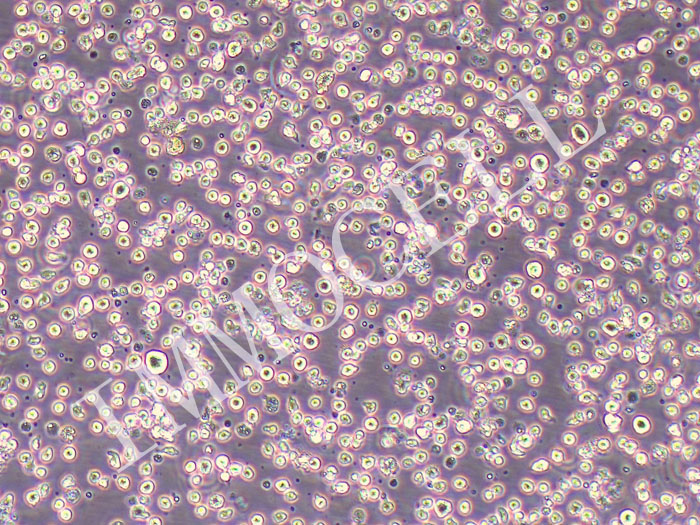 KG-1 人急性骨髓性白血病细胞（STR鉴定正确）