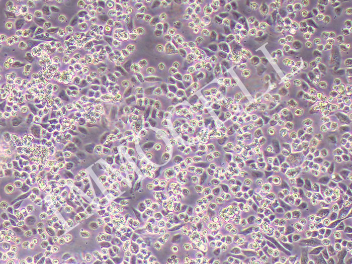 Mo7e人巨细胞白血病细胞株