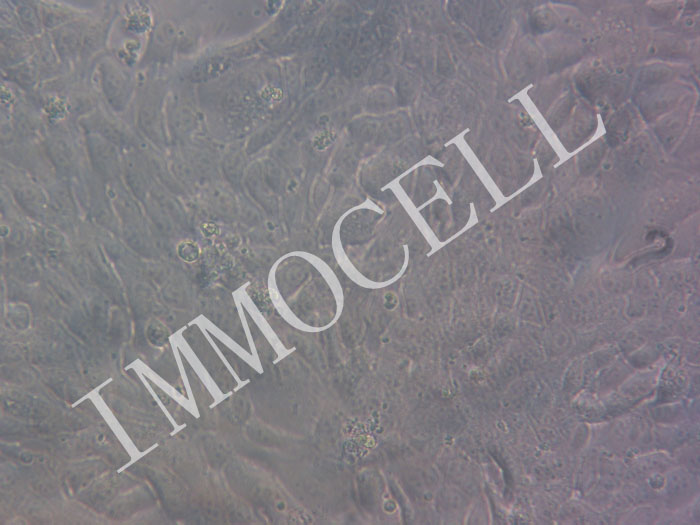 4T1-RFP-bsd小鼠乳腺癌细胞(RFP标记)