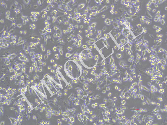 AKR-FLUC-puro小鼠食管癌细胞 -FLUC标记-puro抗性