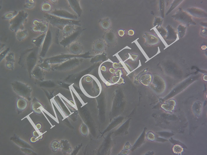 CHO-K1-GFP-puro中国仓鼠卵巢细胞(GFP标记)