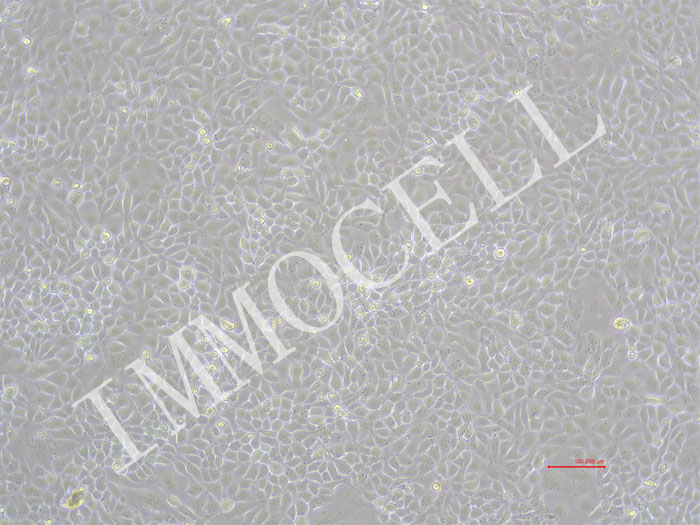 CMT93-Nluc-puro小鼠结肠癌细胞(NLUC标记)