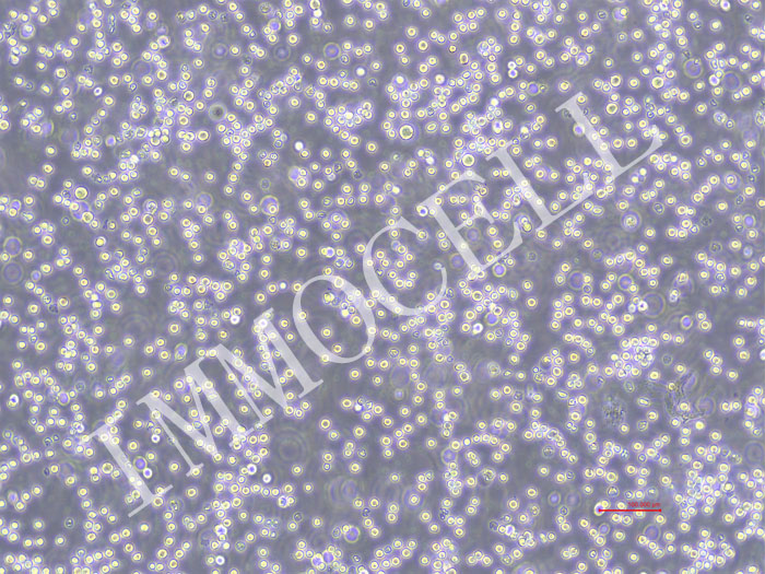 MOLT-4-NLUC-puro人急性淋巴母细胞性白血病细胞(NLUC标记)