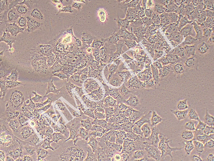 TU686-FLUC-bsd人喉癌细胞(FLUC标记)