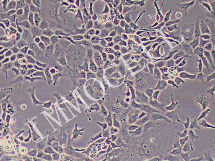 EPC鲤鱼上皮细胞