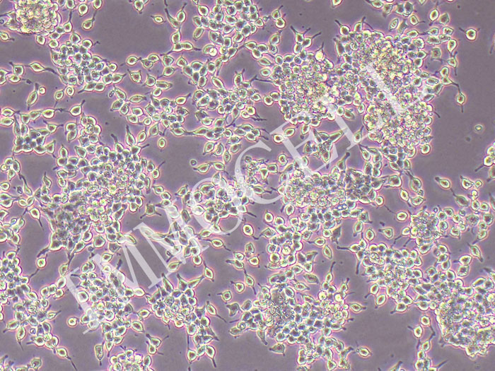 AR42J大鼠胰腺外分泌细胞
