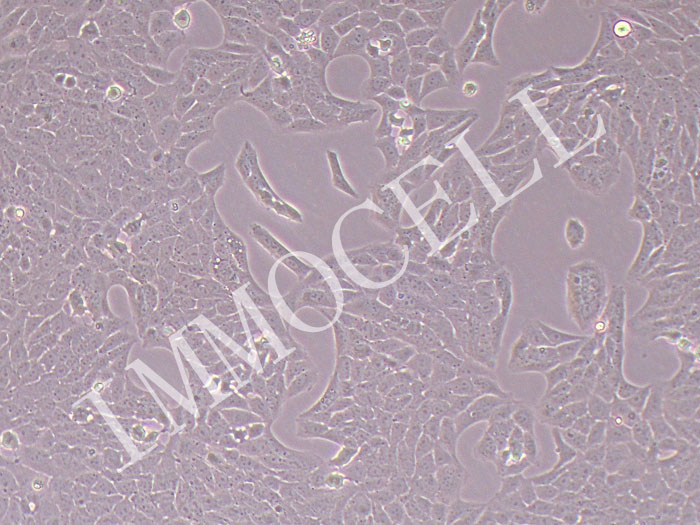 R28大鼠视网膜前体细胞