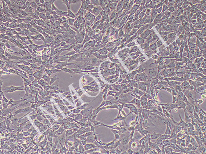 小鼠肺微血管内皮细胞永生化（物种鉴定正确）