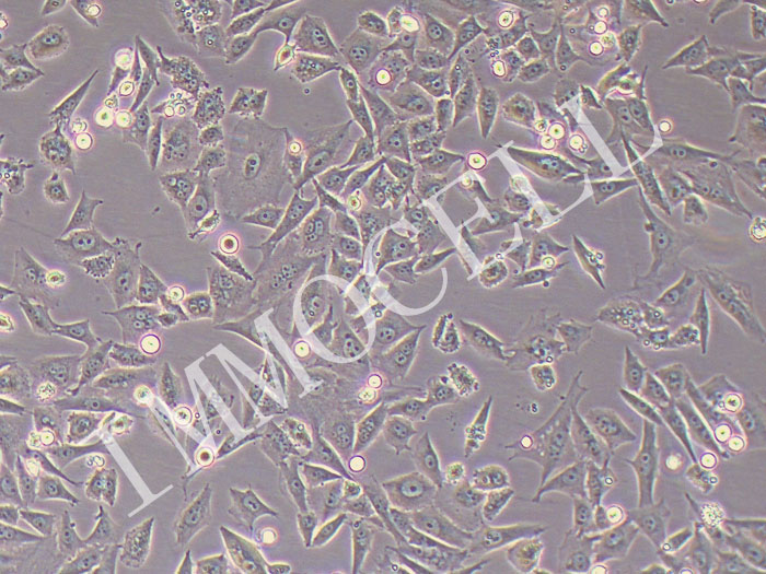 104C1豚鼠胚胎细胞