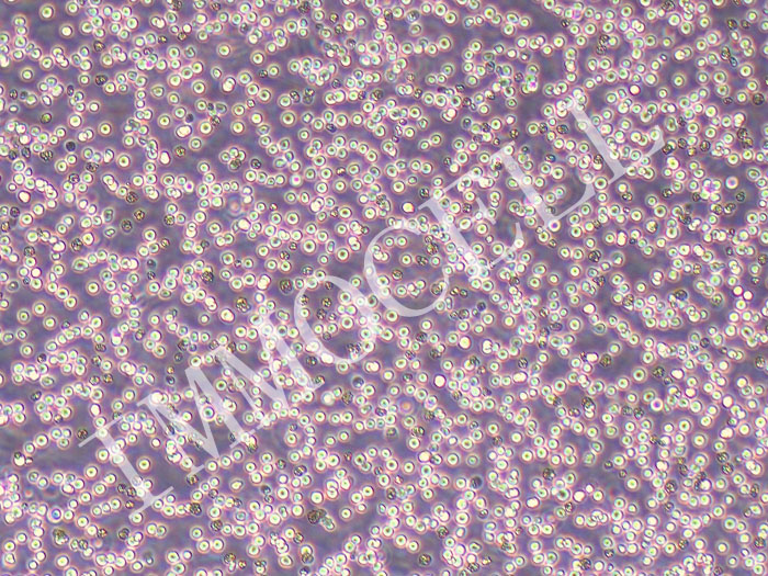 NFS-60小鼠髓性白血病淋巴细胞
