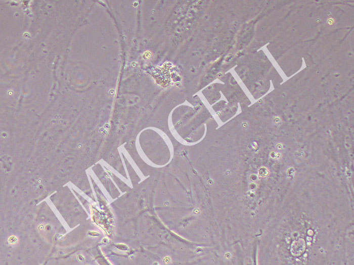 EBTr（NBL-4）牛胚气管细胞