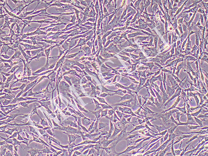 小鼠骨髓间充质干细胞永生化-GFP-PURO(GFP标记)