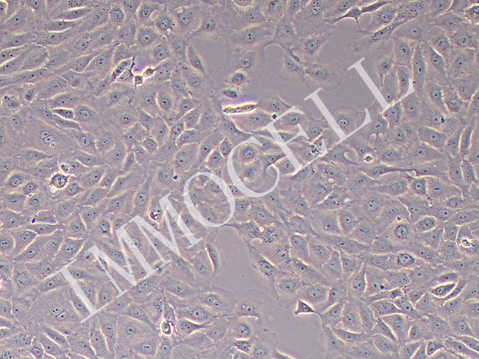 BRL-3A大鼠肝细胞