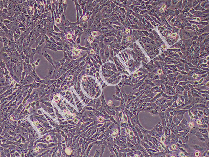 HSC-T6大鼠肝星形细胞