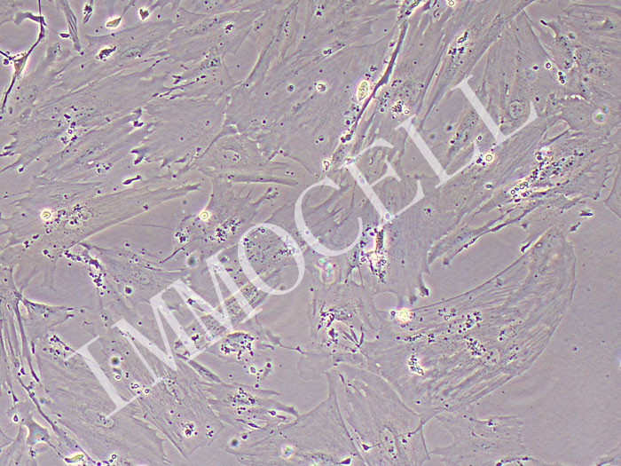 4T1-FLUC-puro小鼠乳腺癌细胞(FLUC标记)